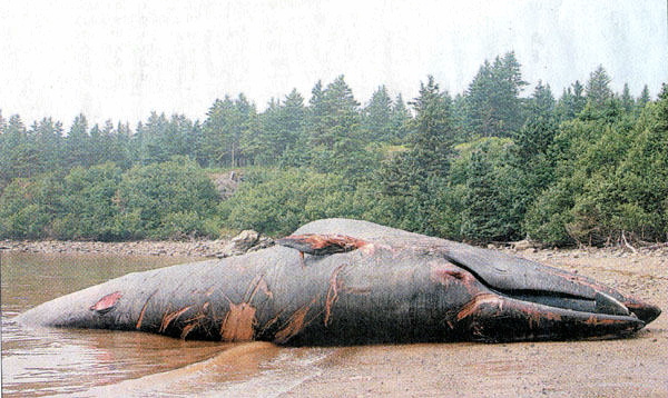 IMAGE 2 - slacks cove whale