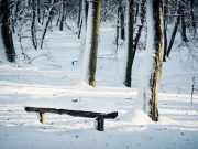 A forest and wooden bench covered in winter snow.